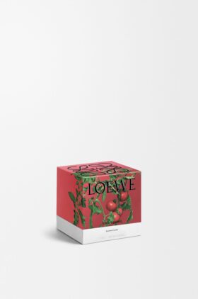 Candela alle foglie di pomodoro