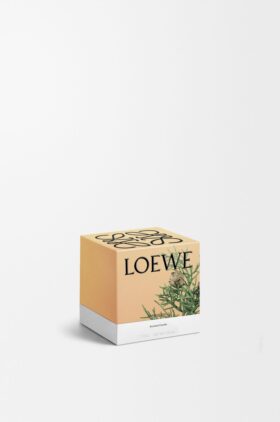Candela con bacche di cipresso