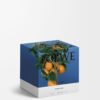Candela media al profumo di fiori d’arancio