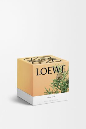 Candela «Medium Bacche di cipresso»