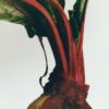 Candela piccola alla rapa rossa