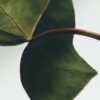 Candela Medium Edera