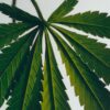 Candela alla marijuana media