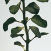 Profumo per ambienti spray all’origano