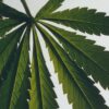 Portacandela in cera con Scent of Marihuana