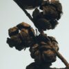 Profumi per ambienti spray Bacche di cipresso