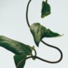 Profumo per ambienti al caprifoglio